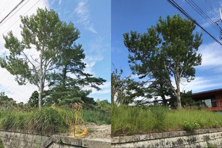 自然樹形の木々は素晴らしい/J邸（滋賀県大津市）