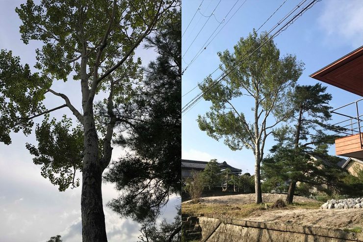 自然樹形の木々は素晴らしい/J邸（滋賀県大津市）