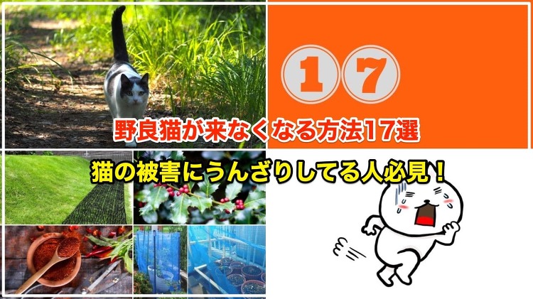 http://www.clovergarden-ex.co.jp/garden2/prevent-cat