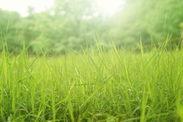 庭の雑草対策に芝生は効果的？芝生に雑草が生えにくくする3つの対策